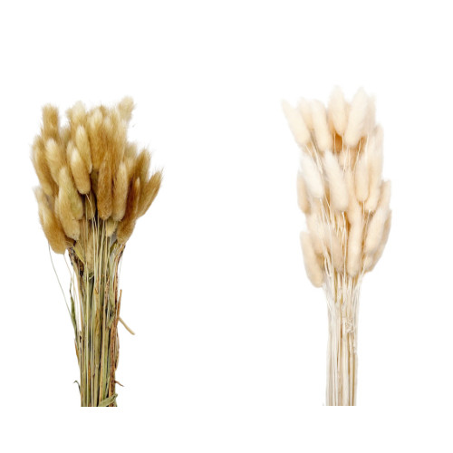 Lagurus